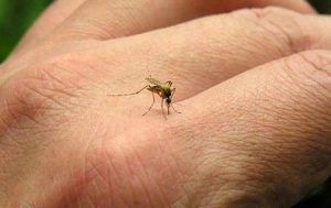 dengue-cordoba-dr-bustos